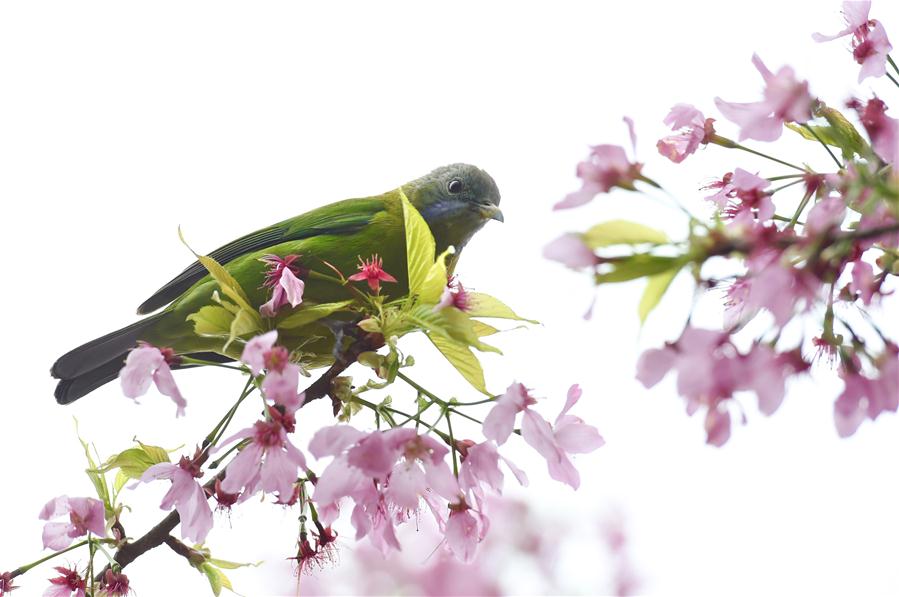 Scenery of blooming cherry and tea garden in Fujian