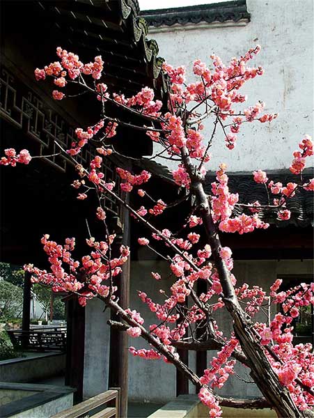 Ancestral temples continue to bring family members together