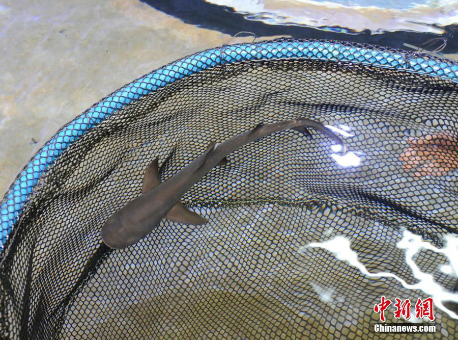 Baby shark born in NE China