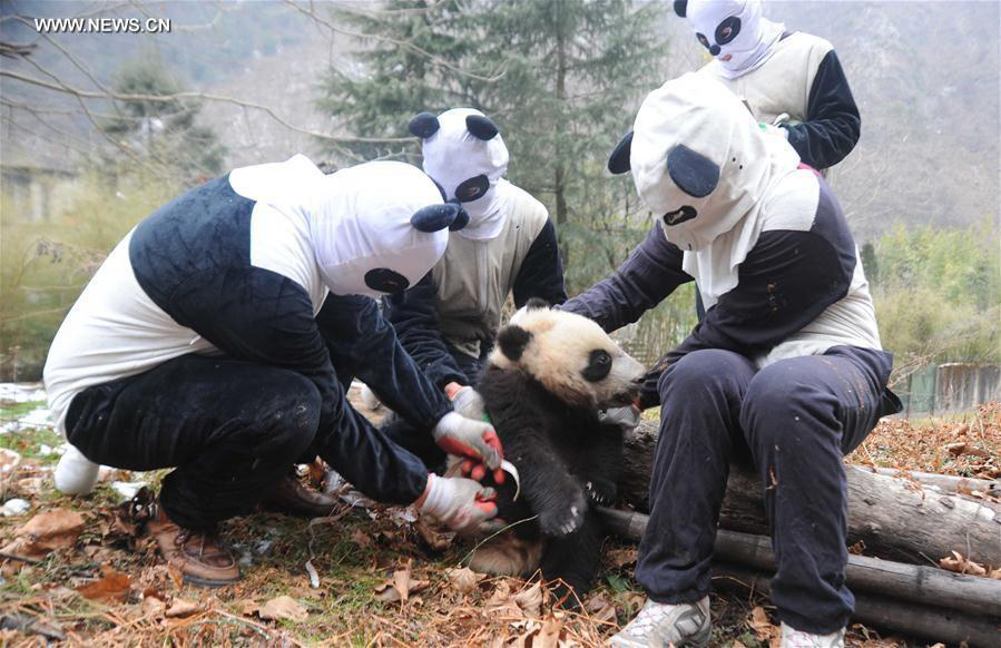 Captive-bred giant pandas return to wild after training