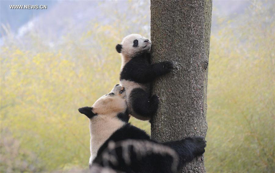 Captive-bred giant pandas return to wild after training