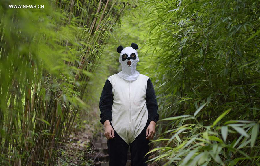 Captive-bred giant pandas return to wild after training