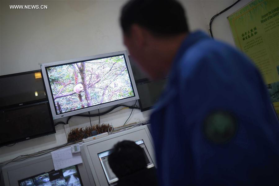 Captive-bred giant pandas return to wild after training