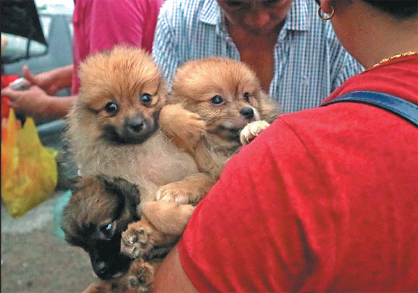 No place for dogs in new look Tongzhou