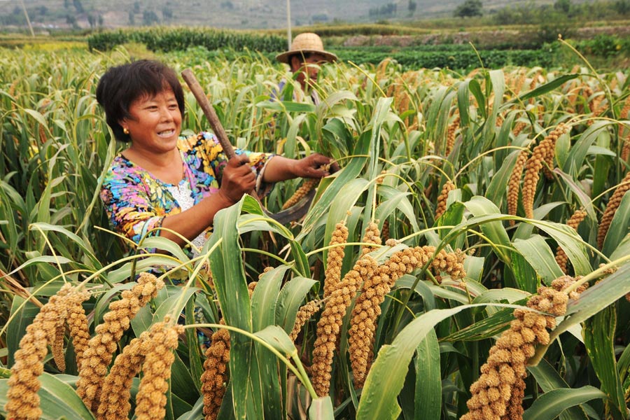 Chinese harvest in full swing