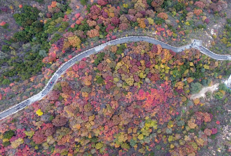 Colorful leaves adorn Great Wall in Beijing