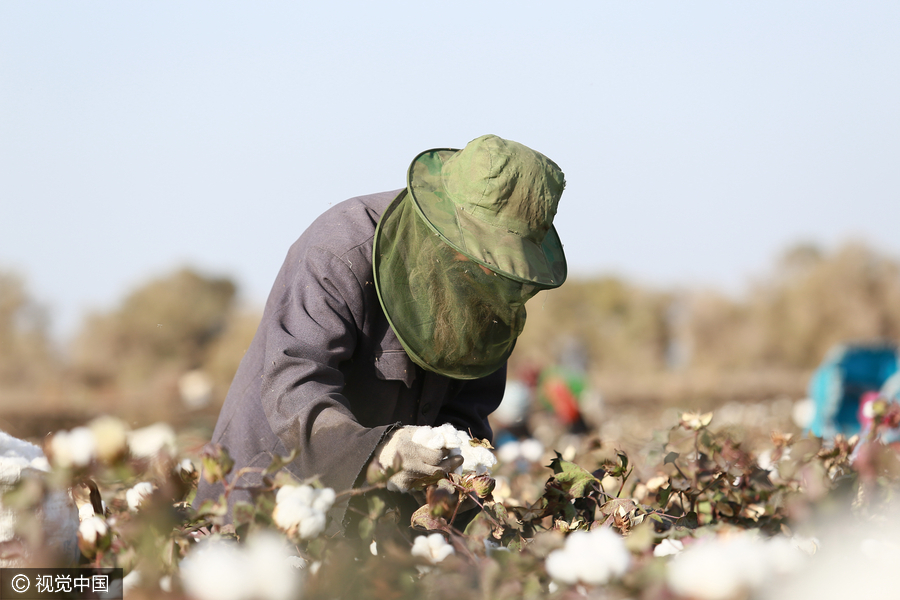 400,000 migrant workers flock to Xinjiang to harvest cotton