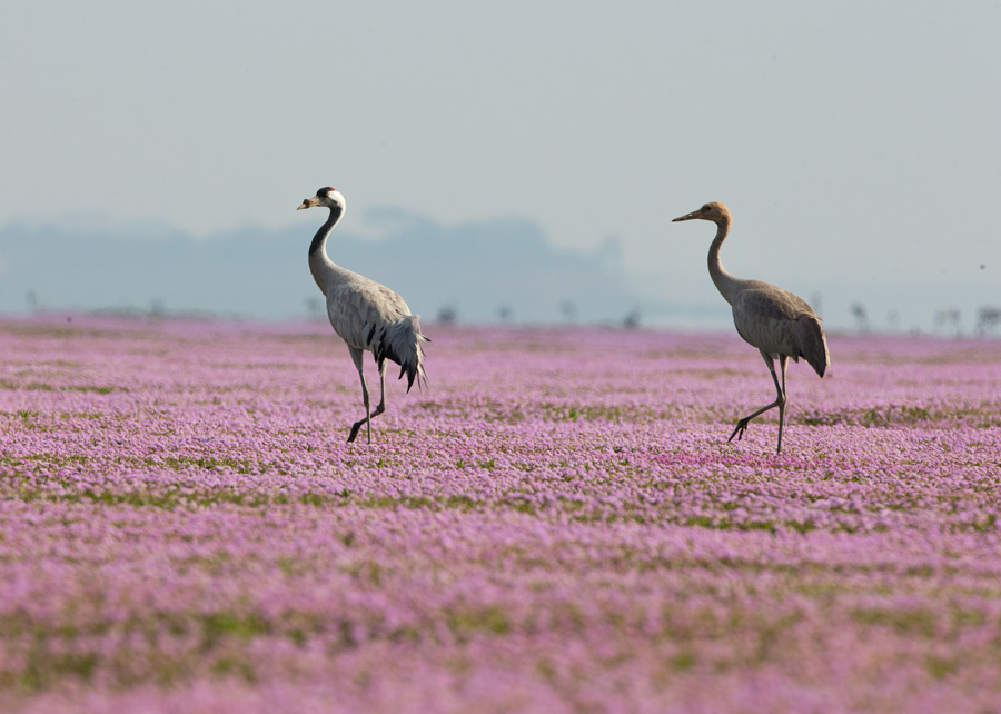 Sea of flowers in Poyang Lake