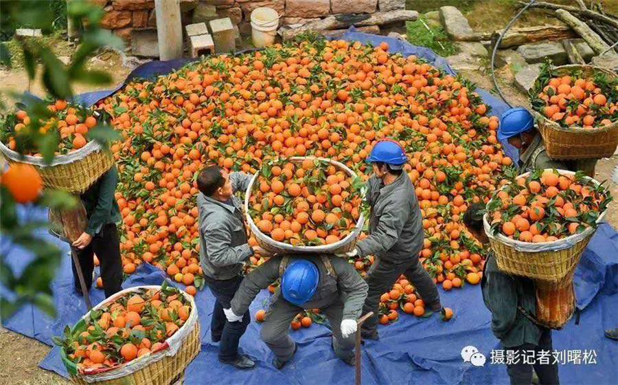 Cableway brings hope to orange farmers