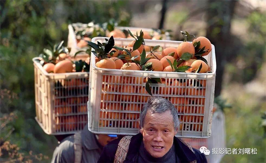 Cableway brings hope to orange farmers