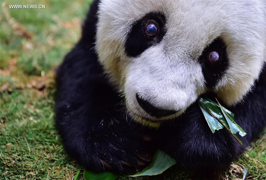 World's eldest giant panda in captivity turns 37 years old