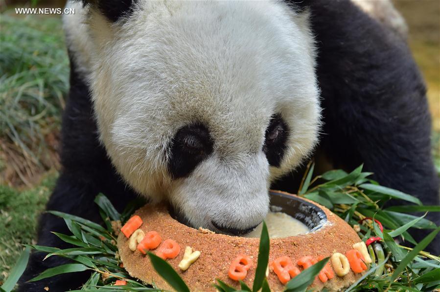 World's eldest giant panda in captivity turns 37 years old