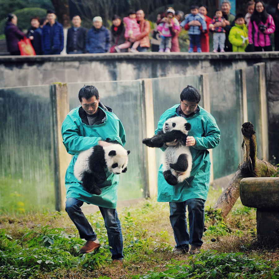 Giant panda twin cubs meet public in Chongqing