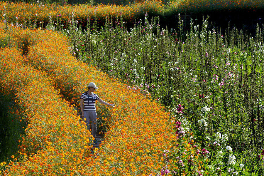 Couple's flower valley planted with love gains national attention