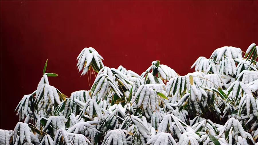 Spring snow blankets Forbidden City