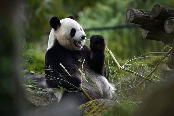 Special delivery - Panda mama in France expecting twins any day