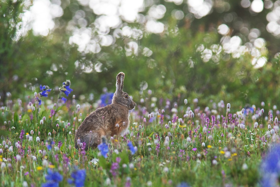 A wildlife watcher's wonderland