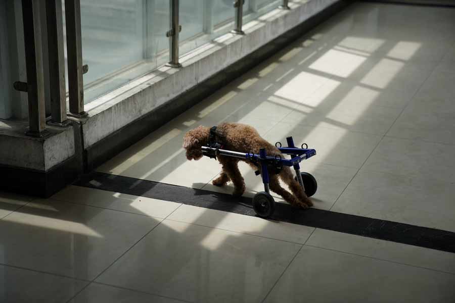 Acupuncture for cats and dogs in China