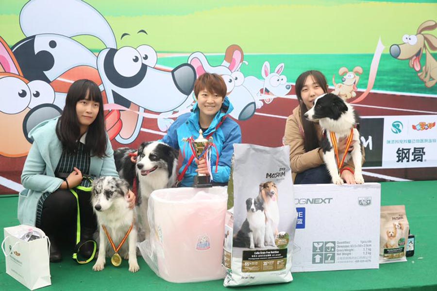 Dogs compete for tasty bite in Shenyang