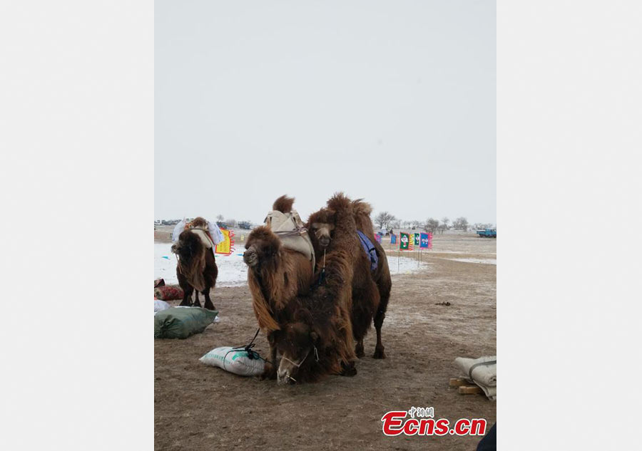 Camel-themed Naadam festival in Inner Mongolia