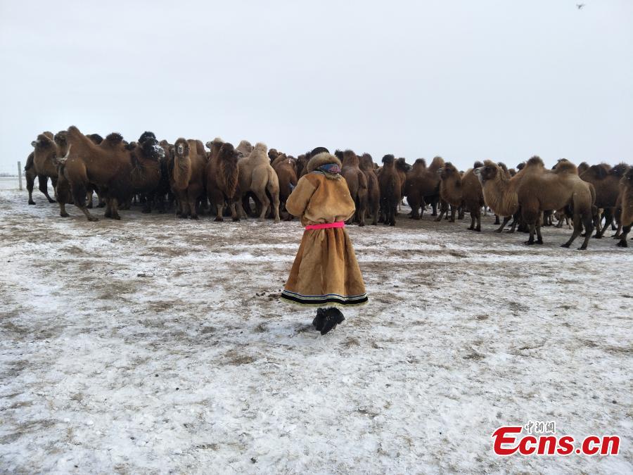 Camel-themed Naadam festival in Inner Mongolia