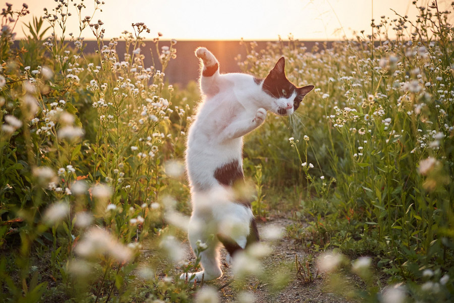 Cute cats pose like Chinese kung fu fighters