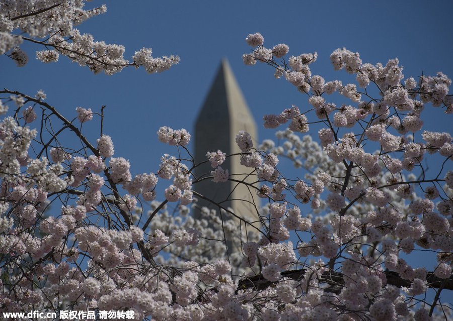 National festival underway with cherry blossoms in peak bloom