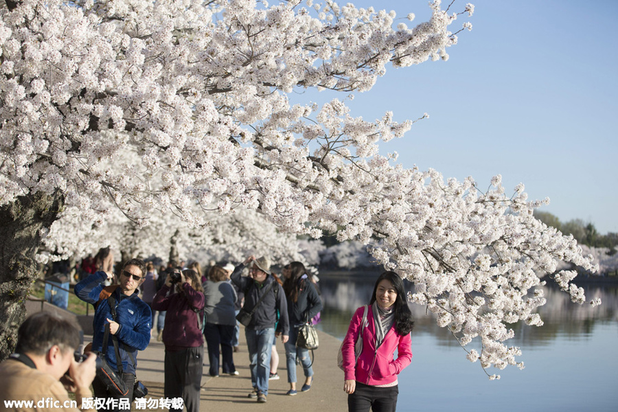 National festival underway with cherry blossoms in peak bloom