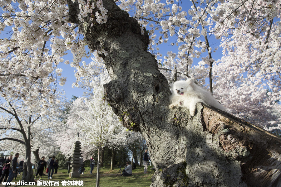 National festival underway with cherry blossoms in peak bloom