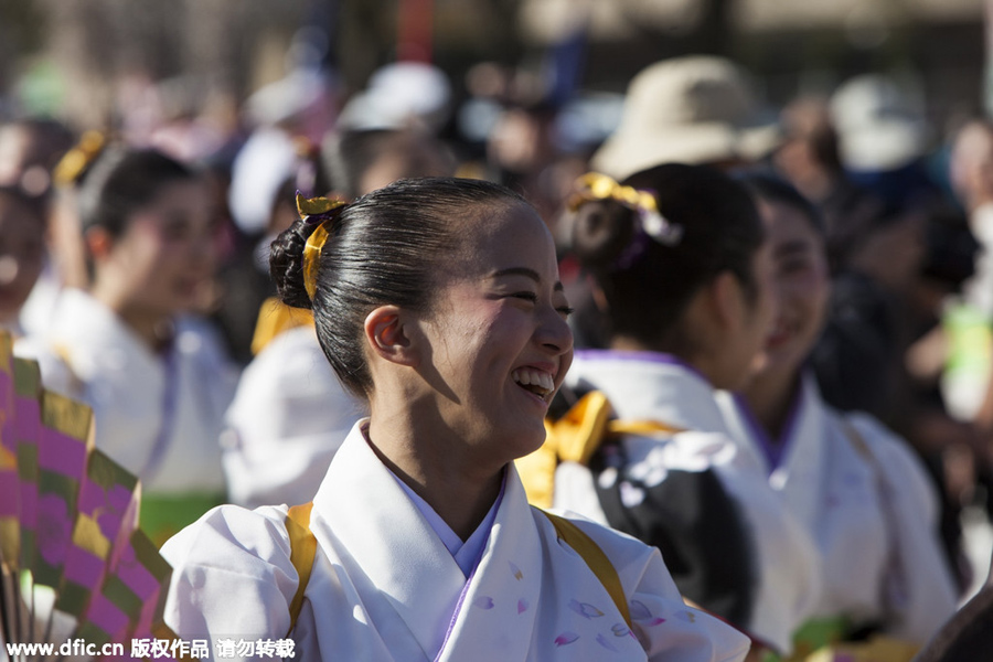 National festival underway with cherry blossoms in peak bloom