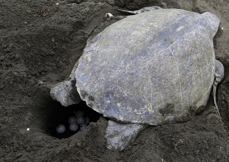 Over 250,000 sea turtles nest along Costa Rican coast