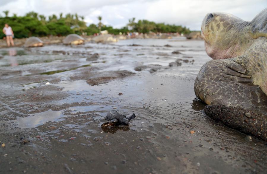 Over 250,000 sea turtles nest along Costa Rican coast