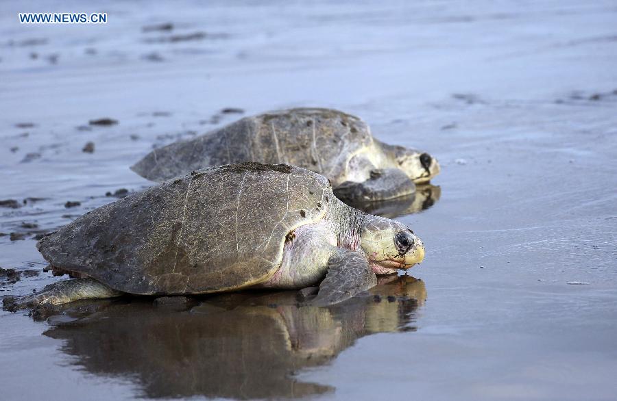 Over 250,000 sea turtles nest along Costa Rican coast