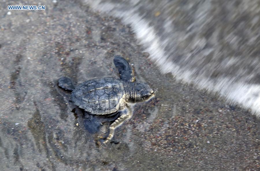 Over 250,000 sea turtles nest along Costa Rican coast