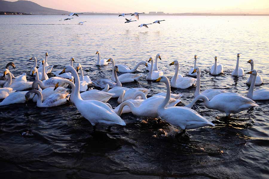 Yandunjiao in Shandong is an ideal habitat for whooper swans