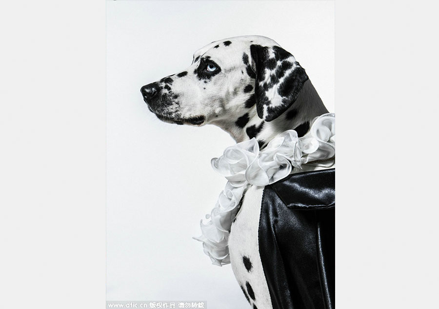 Photographer presents 'aristopets'