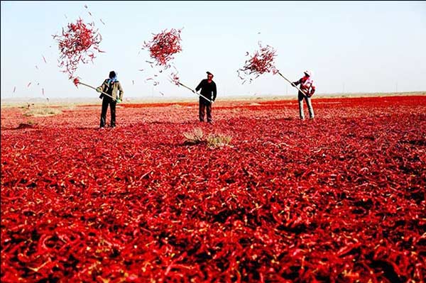 Nine facts about Chinese food to know on World Food Day