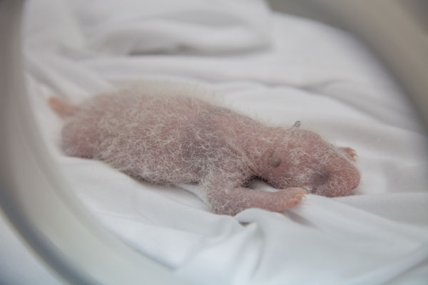 Unique panda triplets take a bow