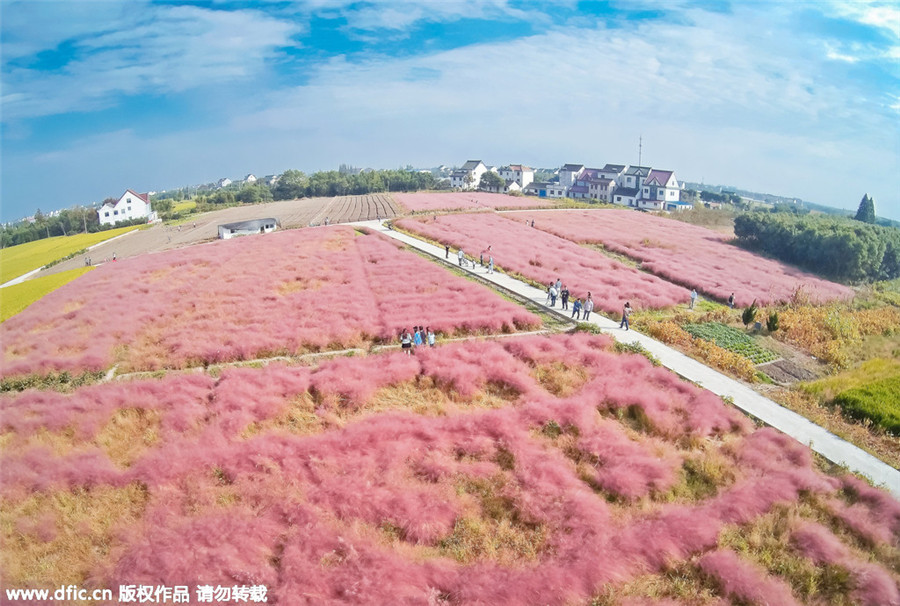 Pink landscape in Shanghai invites visitors