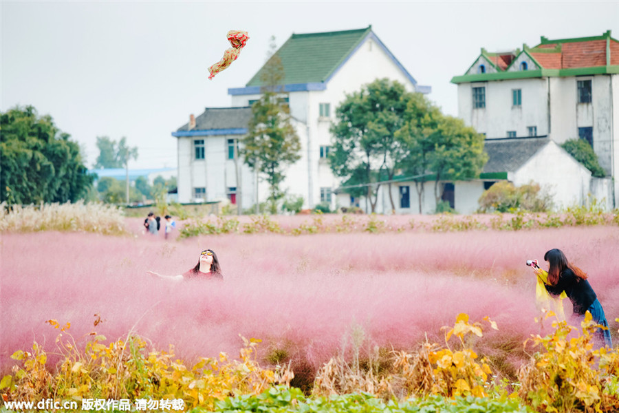 Pink landscape in Shanghai invites visitors