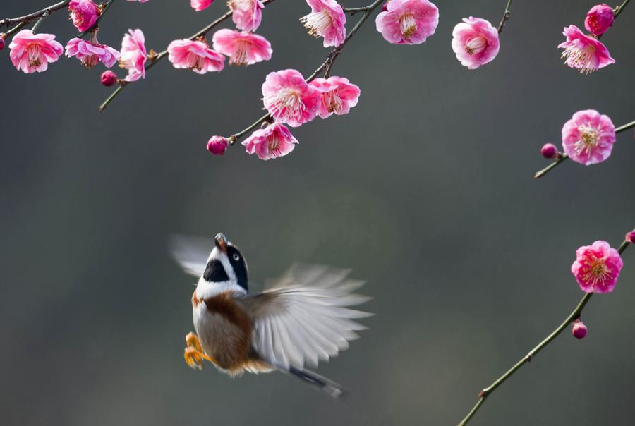 Fresh spring scenery around China