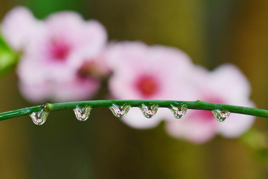 Fresh spring scenery around China