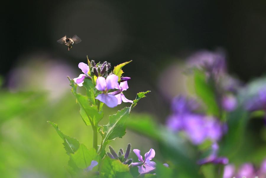 Fresh spring scenery around China