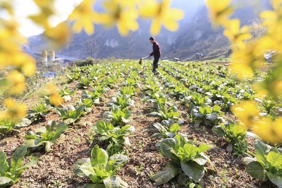 Fresh spring scenery around China