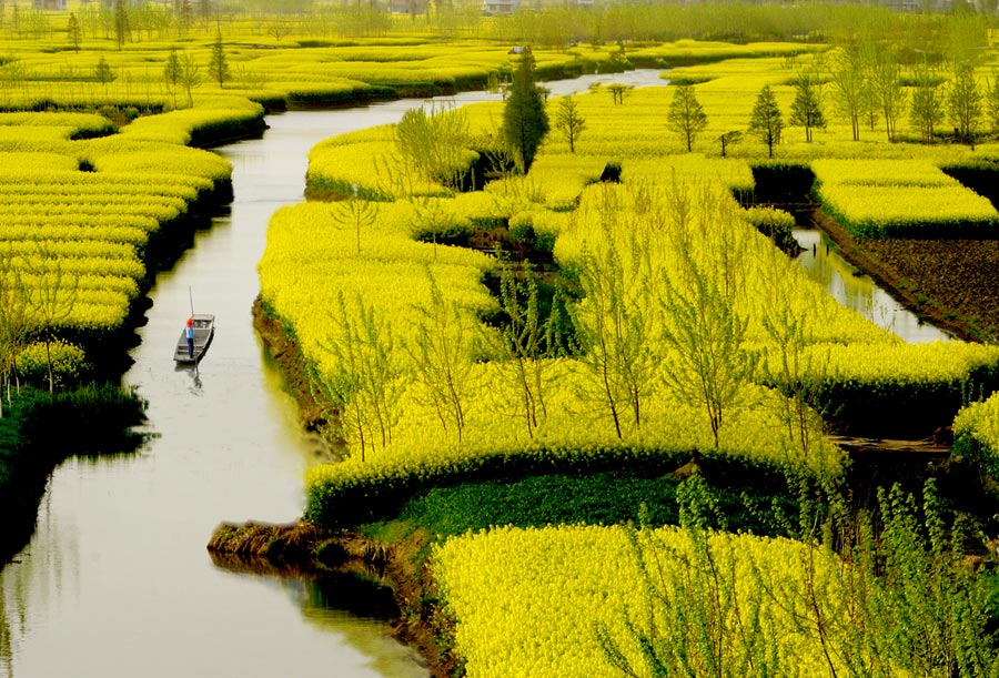 10 places to enjoy canola flowers in China