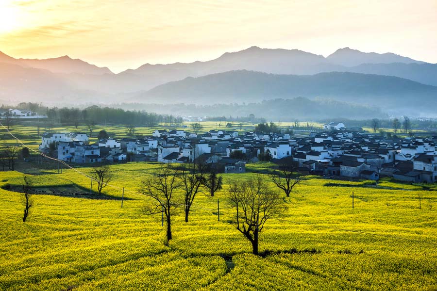 10 places to enjoy canola flowers in China