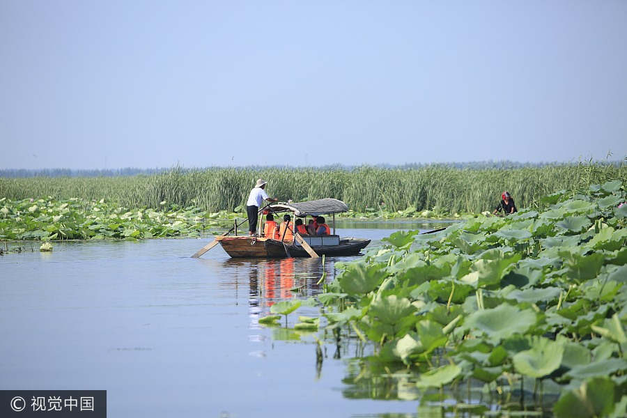 Baiyangdian Lake embraces most beautiful season in Hebei