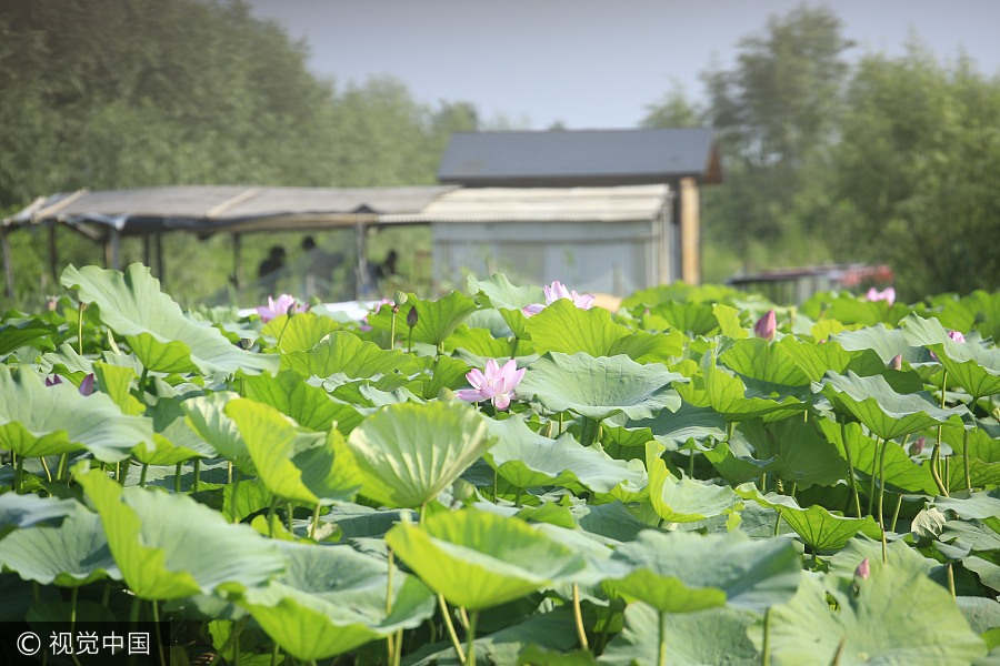 Baiyangdian Lake embraces most beautiful season in Hebei