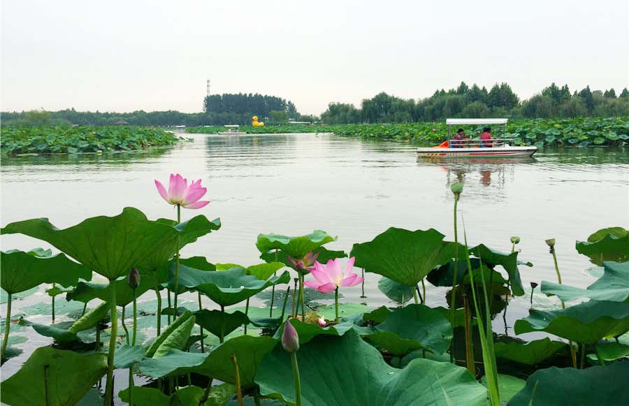 Baiyangdian Lake embraces most beautiful season in Hebei