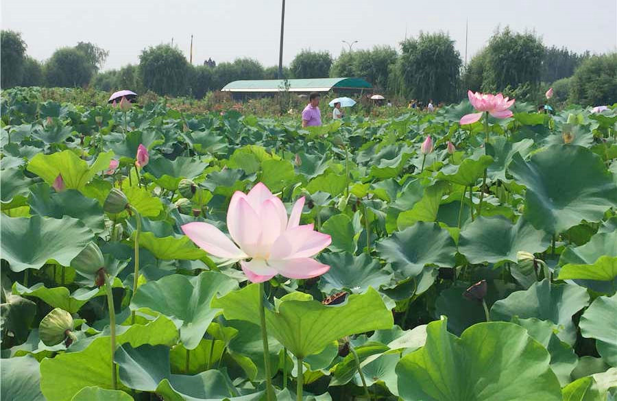 Baiyangdian Lake embraces most beautiful season in Hebei